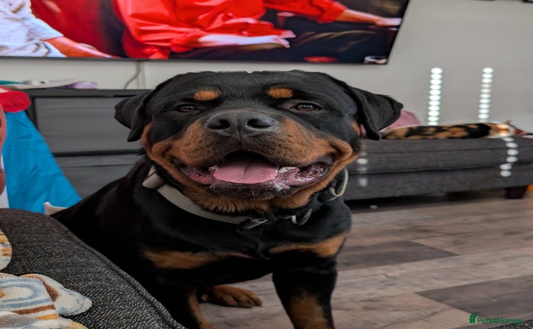 Rottweiler dogs - Advert 3