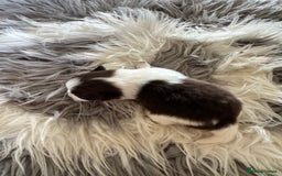 Mixed Breed dogs for sale: Pomeranian x - Image 11
