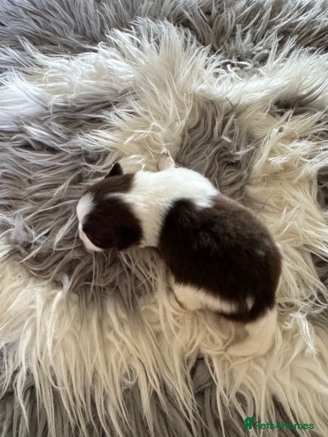 Mixed Breed dogs for sale: Pomeranian x - Image 11