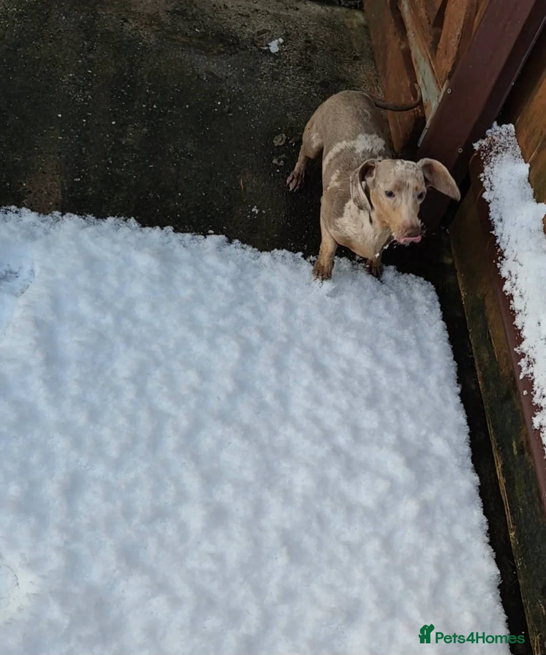 Miniature Dachshund dogs for sale: Isabella dapple and tan 1 year old female - Advert 2