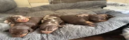 Miniature Dachshund dogs for sale: Short-haired miniature dachshund  in Tenby - Advert 7