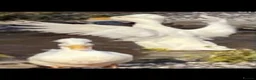 Ducks poultry for sale: Crested white hatching duck eggs x 6 - Advert 2