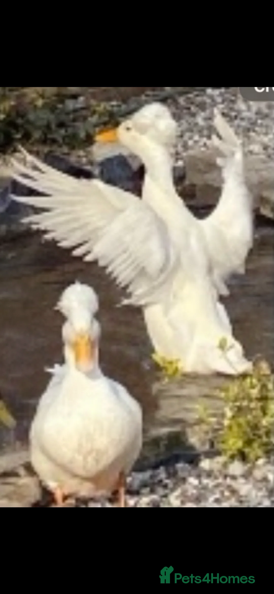 Ducks poultry for sale: Crested white hatching duck eggs x 6 - Advert 2