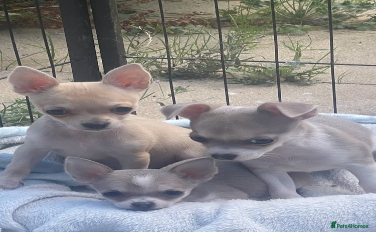 Chihuahua dogs - Advert 1