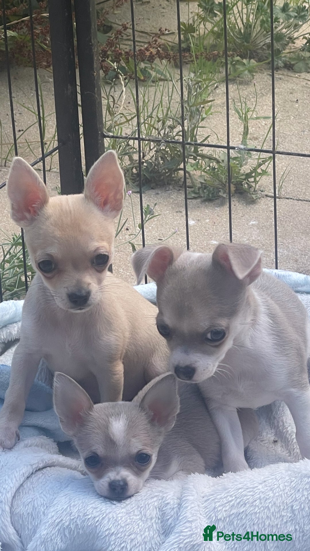 Chihuahua dogs for sale: Chihuahua puppies  - Image 1
