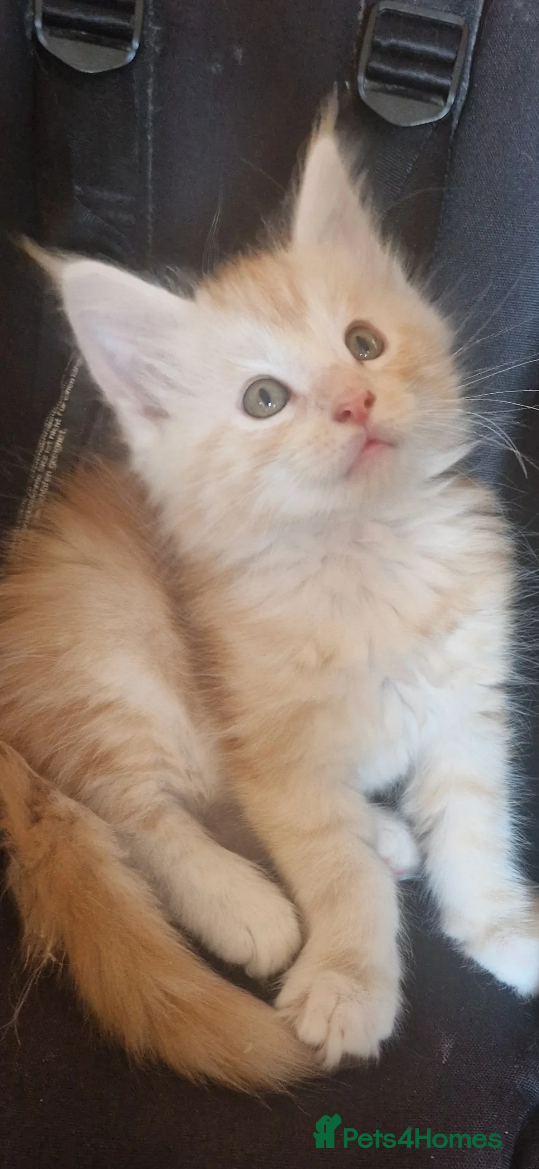 Maine Coon cats for sale: Beautiful Red boys - Advert 2