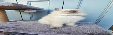 Ragdoll 3