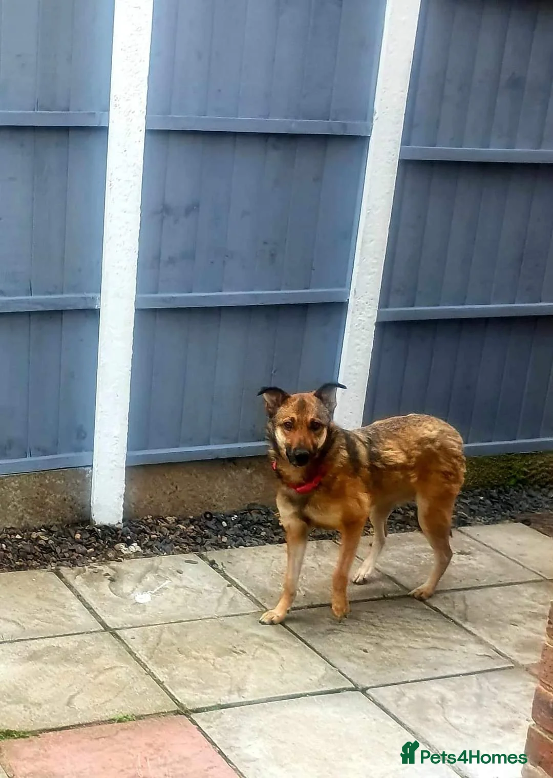 Mixed Breed dogs for adoption: Meet Annette, currently residing in West Midlands  in Tipton - Advert 5