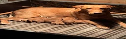 Labrador Retriever dogs for sale: 2 Girls available  - Advert 5