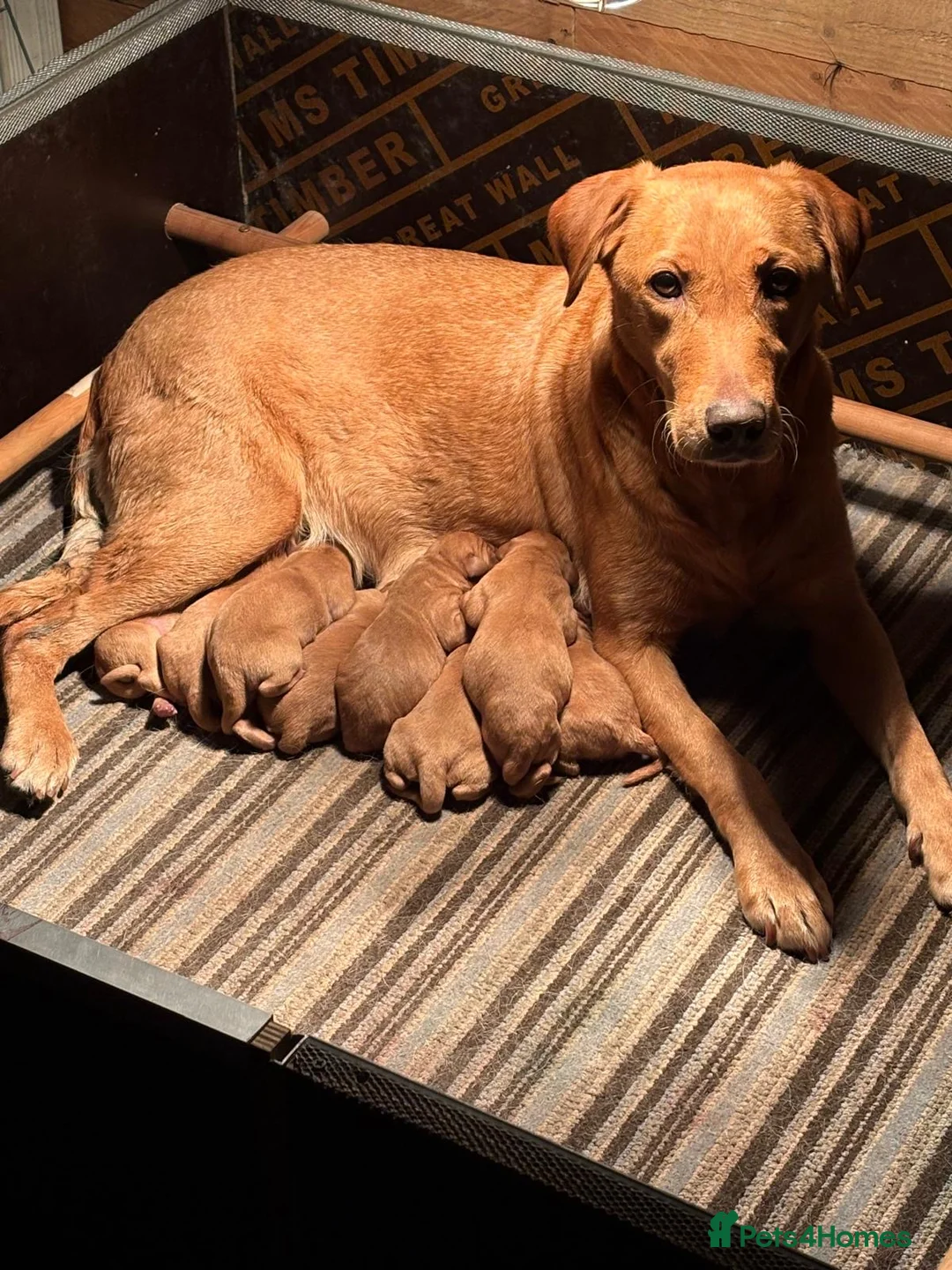 Labrador Retriever dogs for sale: 2 Girls available  - Advert 5