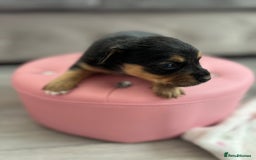 Parson Russell dogs for sale: 5 Gorgeous Parson Russells - Image 3