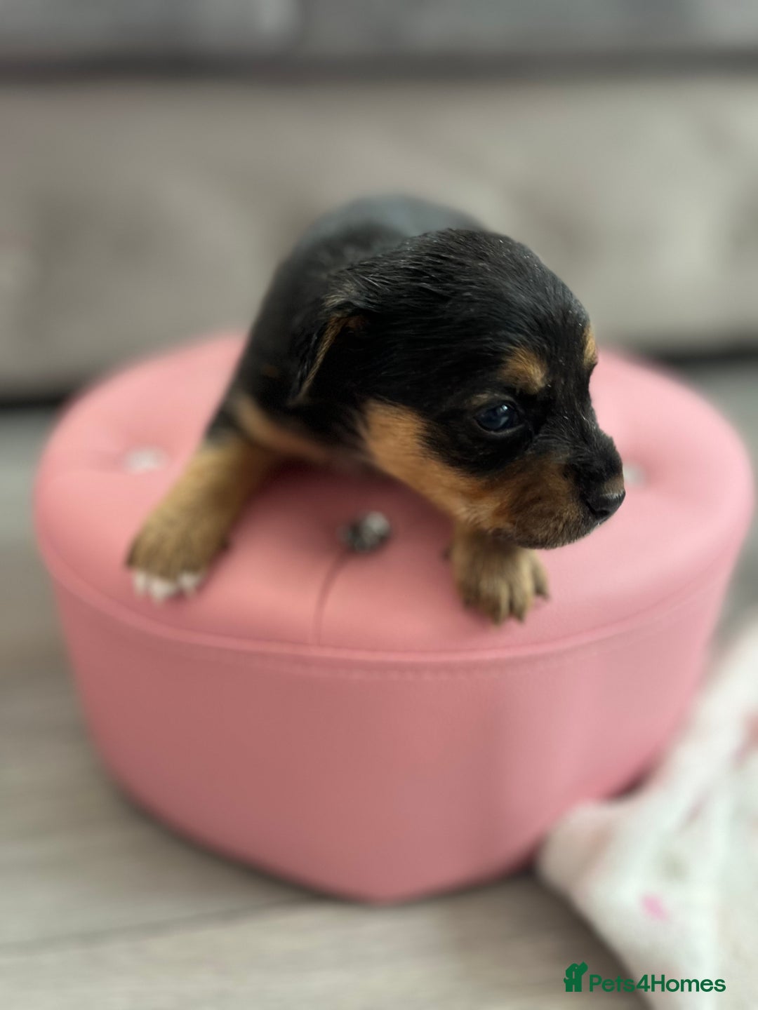 Parson Russell dogs for sale: 5 Gorgeous Parson Russells - Image 3
