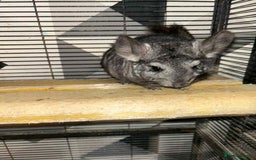 Chinchilla rodents for sale: Stunning little Female Chinchilla £80 - Image 4