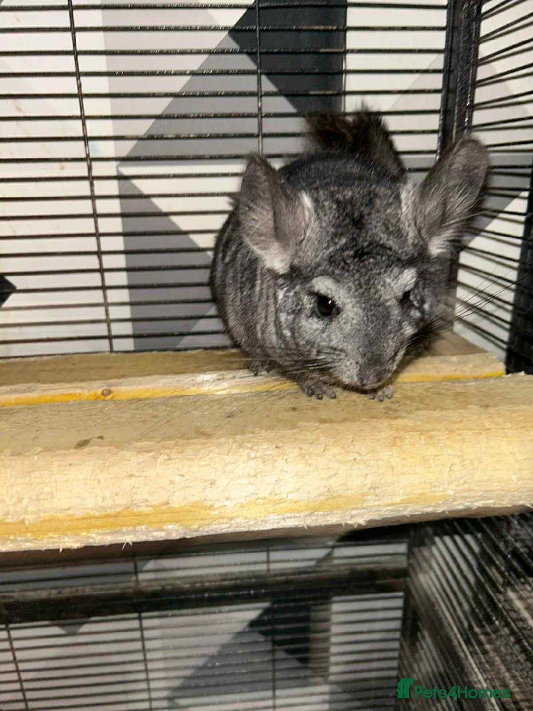 Chinchilla rodents for sale: Stunning little Female Chinchilla £80 - Image 4