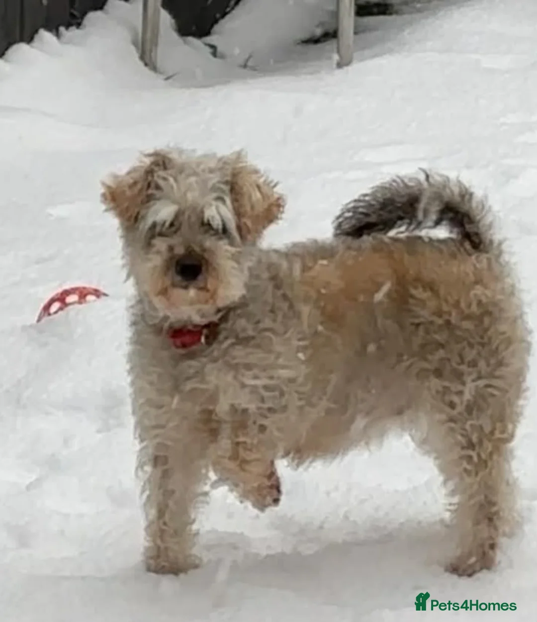 Schnoodle dogs for sale: Beautiful Schnoodle Puppies 🐶  - Advert 3