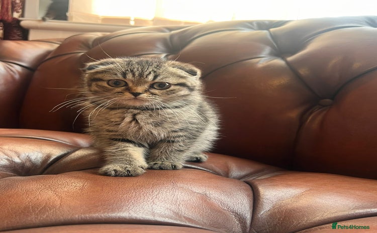 Scottish Fold cats - Advert 1