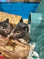 Hamster rodents - Advert 1