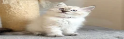 Ragdoll cats for sale: Ready Now - Lap Cat, Cuddly, Affectionate  - Advert 13
