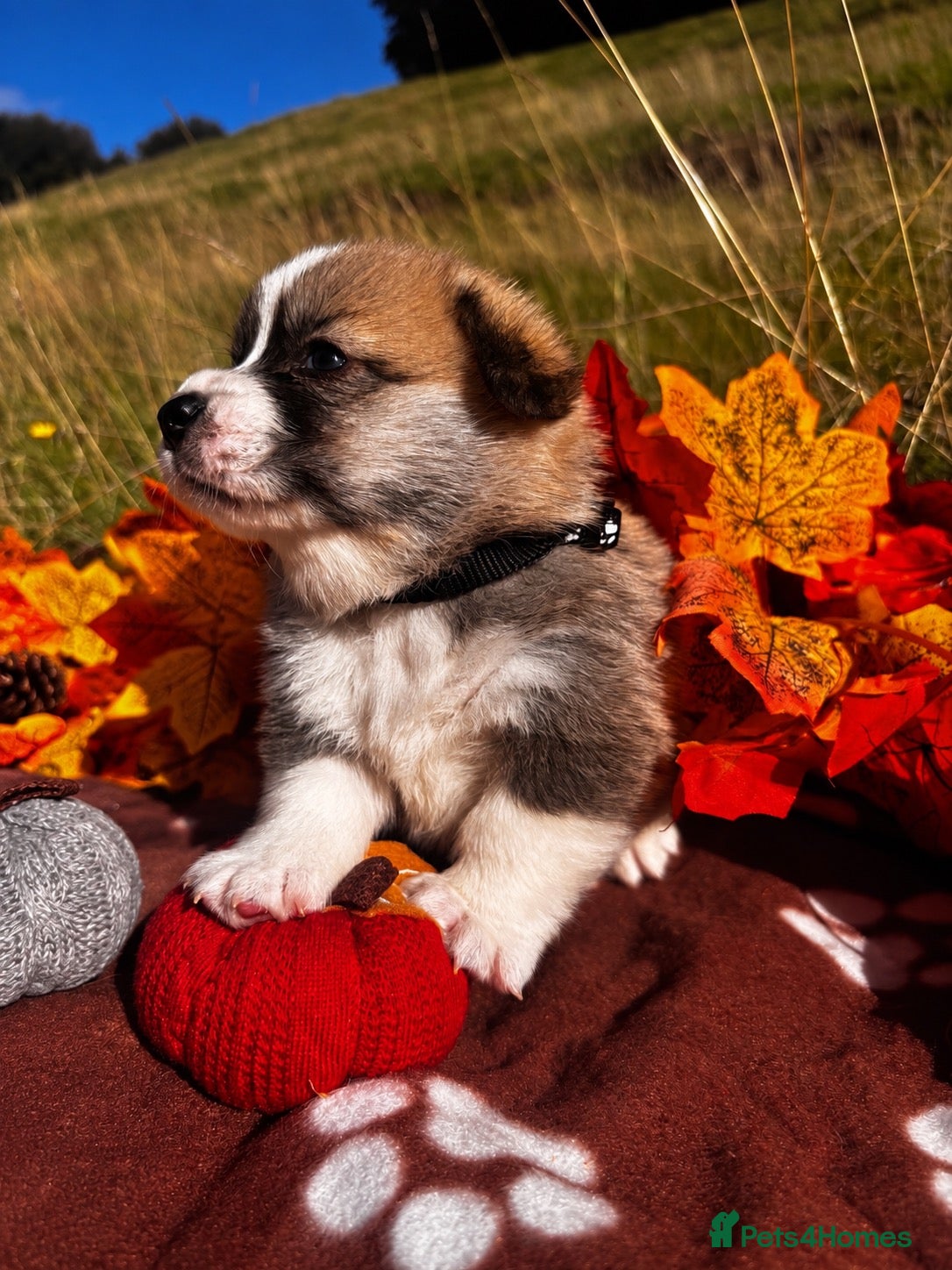 Welsh Corgi Pembroke dogs Stunning corgi puppies show quality  - Advert 1