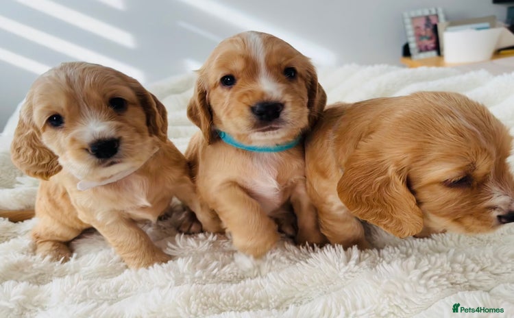 Cocker Spaniel dogs - Advert 10