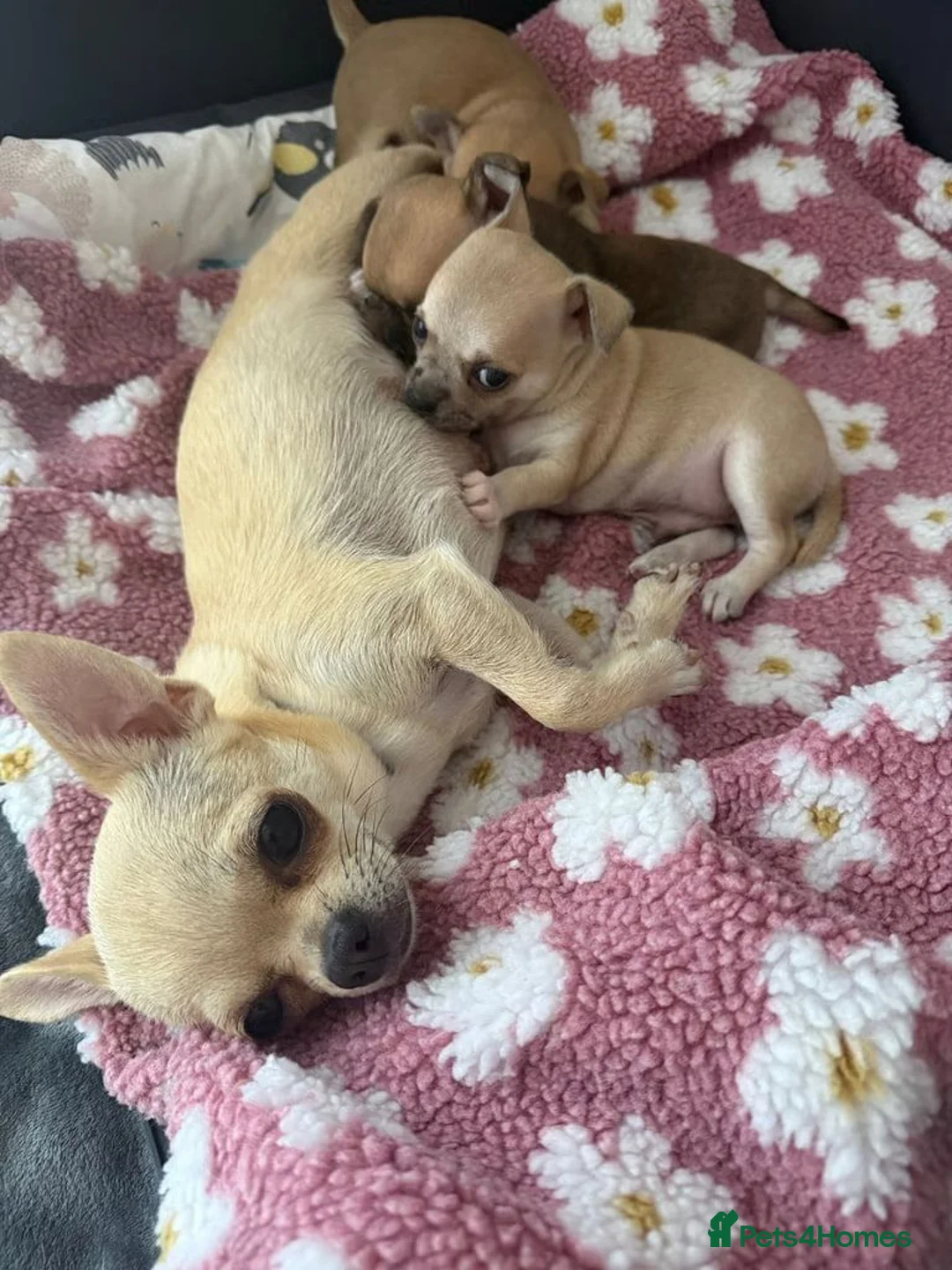 Chihuahua dogs for sale: Rare & Beautiful Chihuahua Puppies in Ipswich - Advert 20