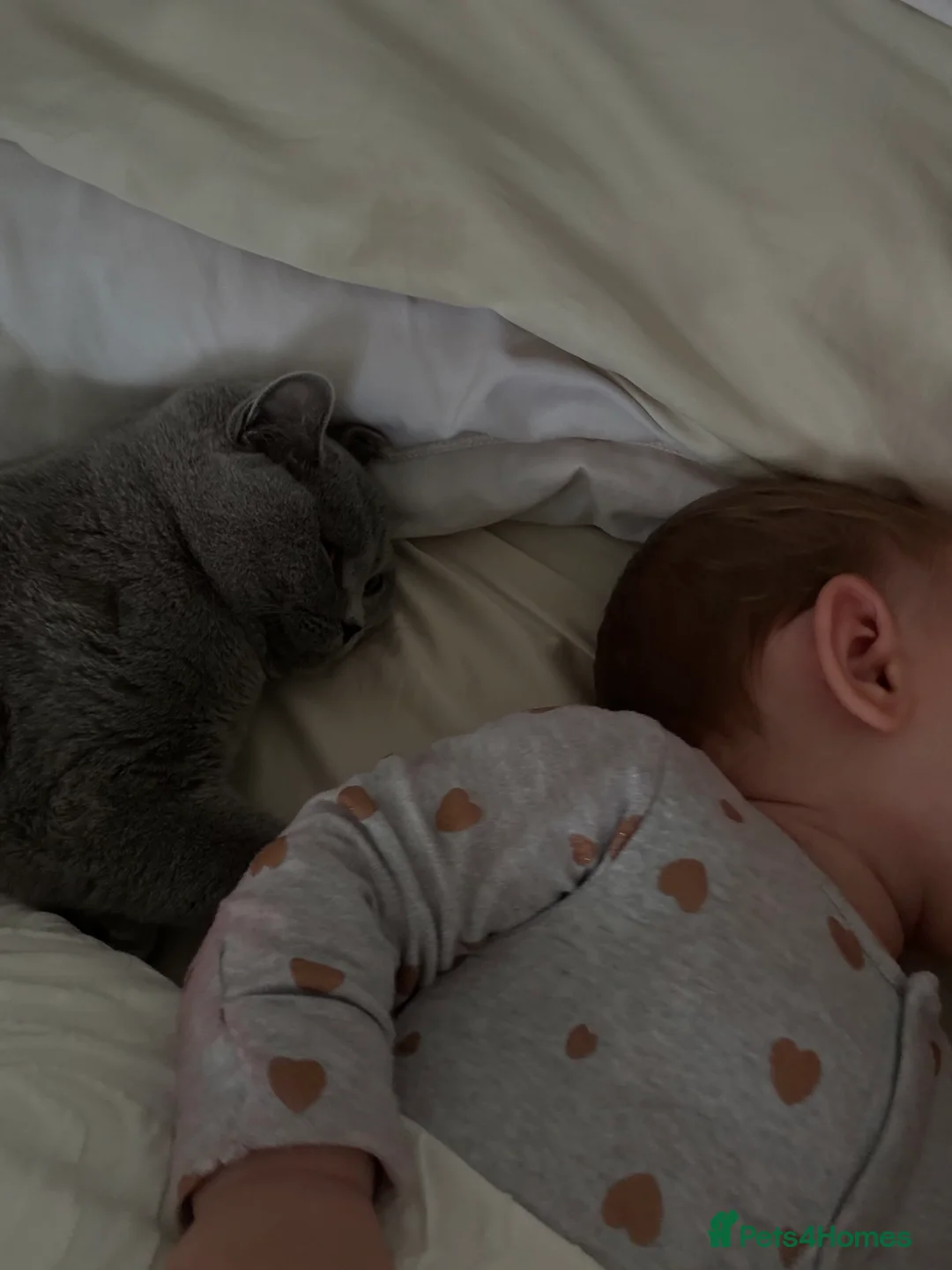 British Shorthair cats for sale: Nina The British shorthair  - Advert 17