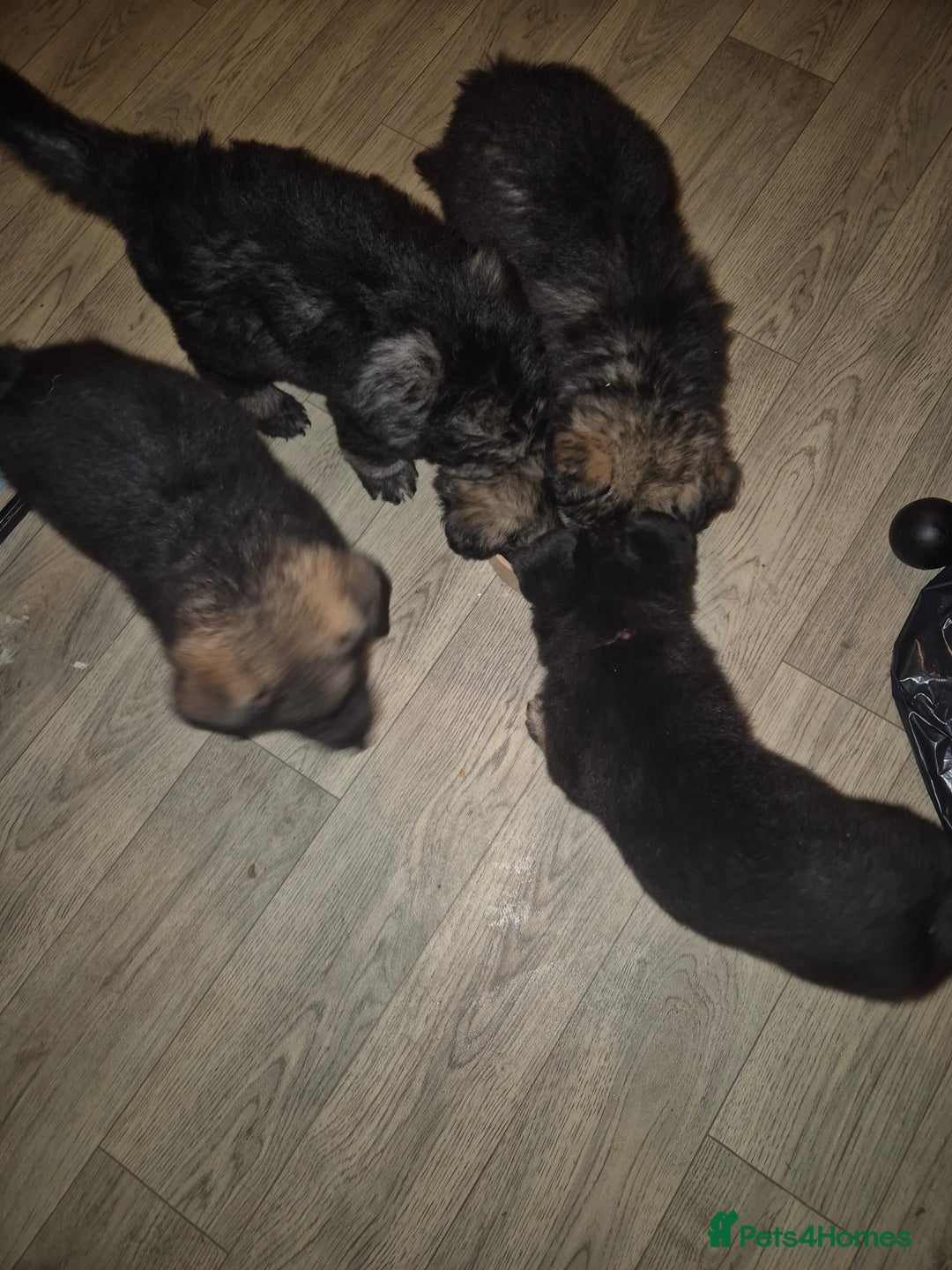 German Shepherd dogs for sale: German shepherd  - Advert 24