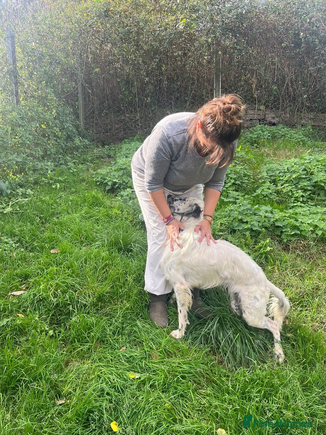English Setter dogs for adoption: Mascotte - Advert 9