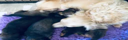Miniature Dachshund dogs for sale: Miniature Dachshunds Longhaired - Advert 12