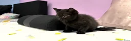 British Shorthair cats for sale: Last two girls available  - Advert 10