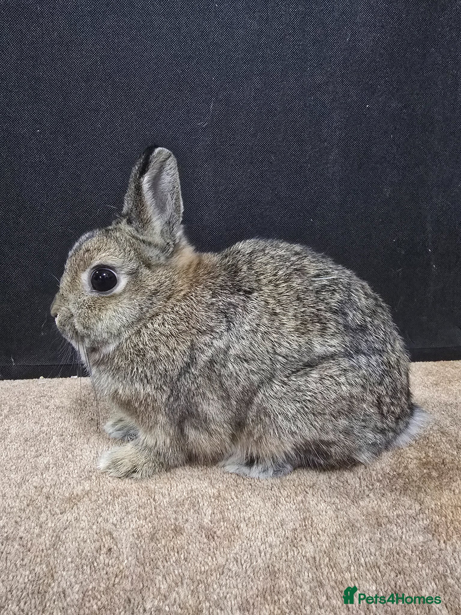 Netherland Dwarf rabbits Under 5 Agouti Netherland Dwarf - Advert 2