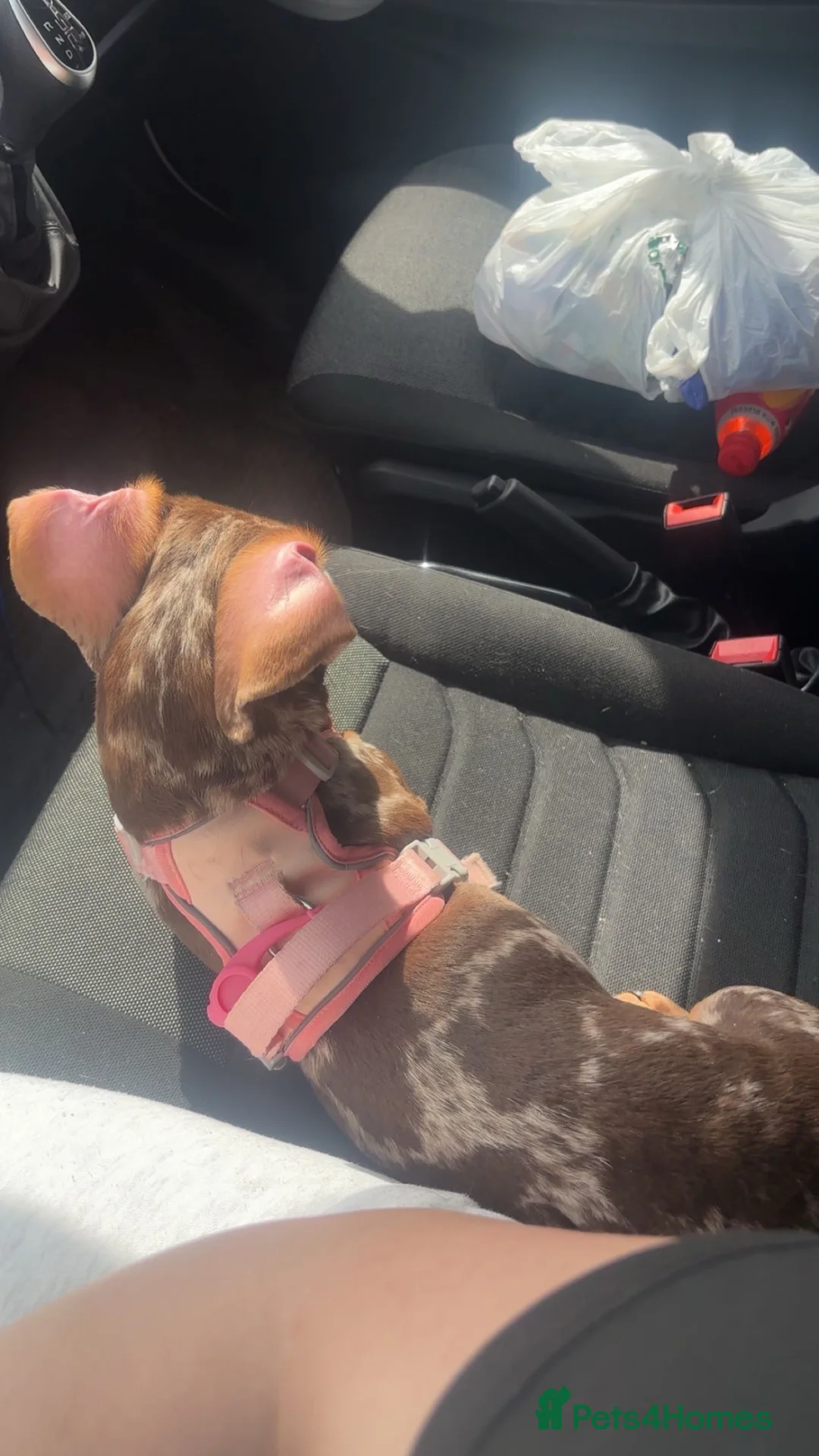 Miniature Dachshund dogs for sale: Sadie the short haired miniature dachshund - Advert 12