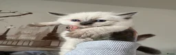 Ragdoll cats for sale: Beautiful Ragdoll  - Advert 19