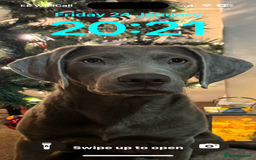 Labrador Retriever dogs for sale: Silver/Grey Labrador - Image 5