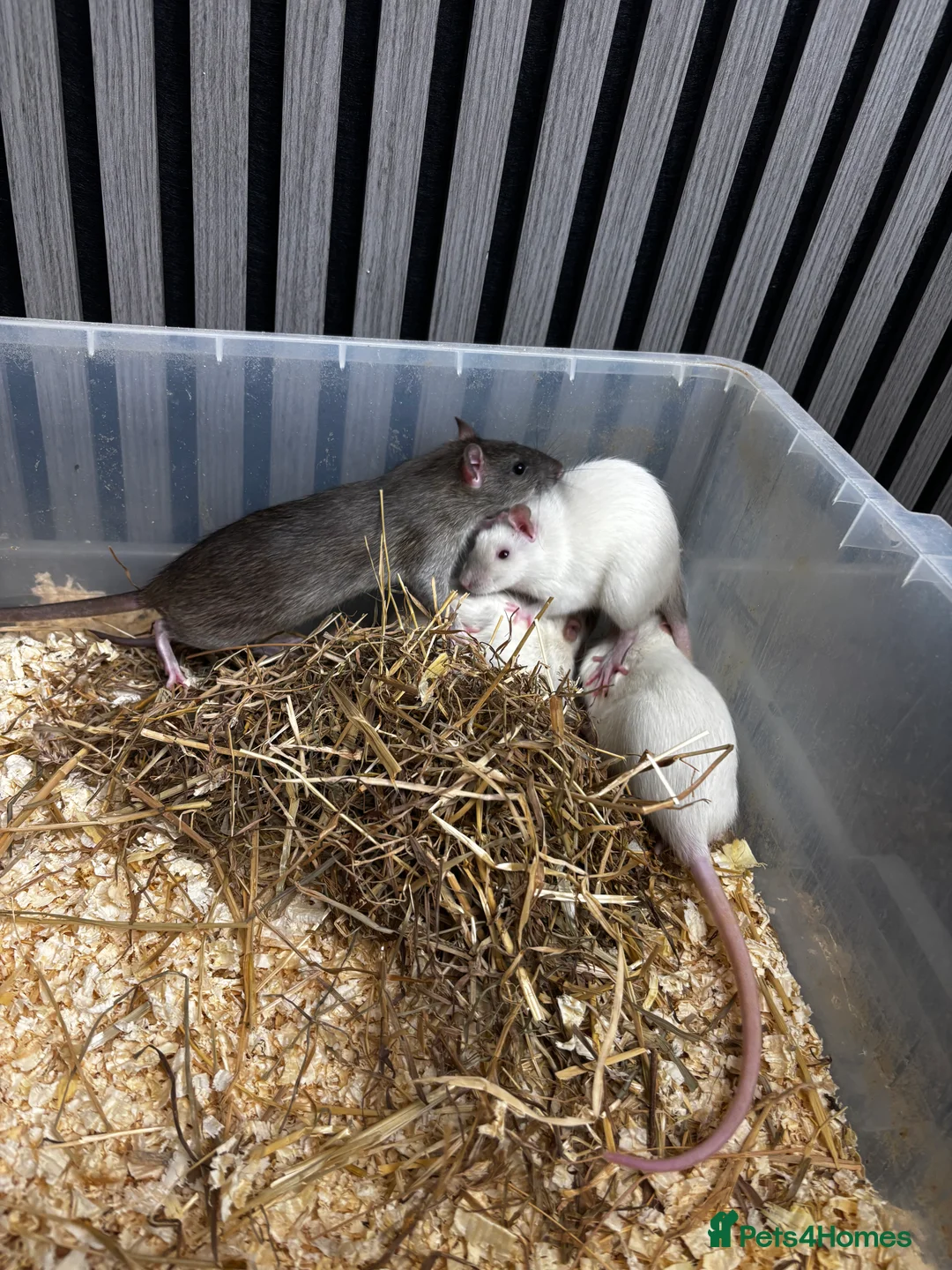 Rat rodents for sale: Rats and mice mixed colours and sexes for sale - Advert 7