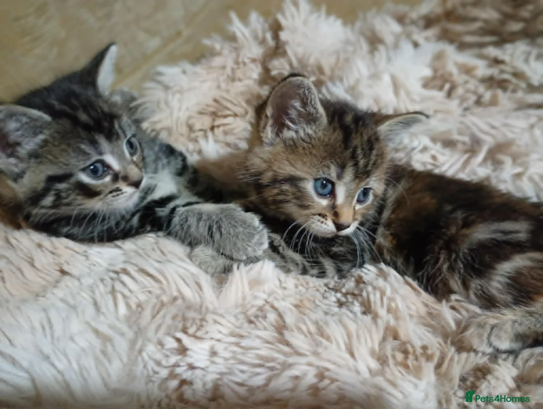 Maine Coon cats for sale: MAINE COON X TABBY KITTEN - Advert 13