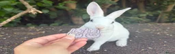 Rex rabbits for sale: stunning blue eyed mini rex baby girl ready now - Advert 1