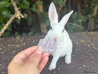 Rex rabbits stunning blue eyed mini rex baby girl ready now - Advert 1