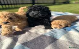 Cockapoo dogs for sale: F1 Cockerpoo pups for sale fully health checked. - Image 4