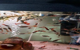 Live Bearers fish for sale: Beautiful assorted young guppies (priced per 5) - Image 2