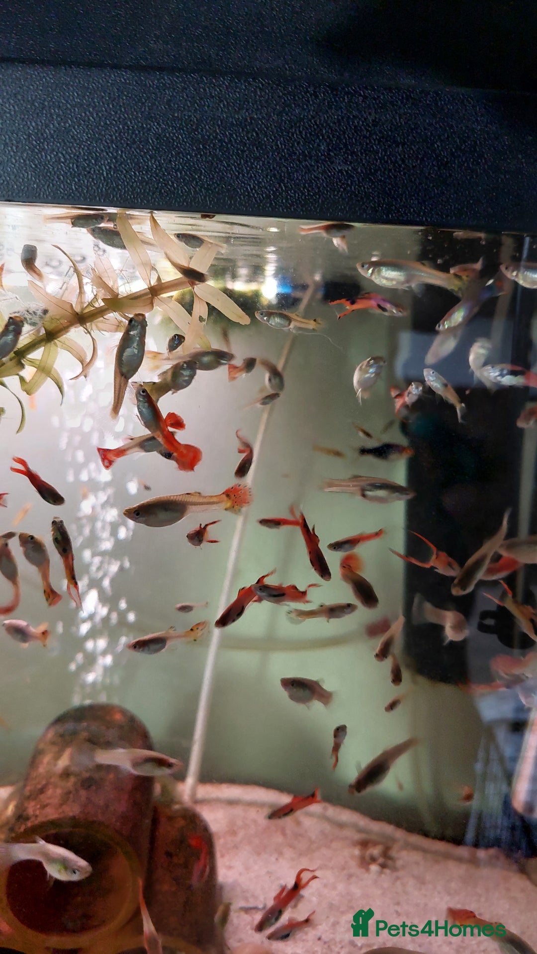Live Bearers fish for sale: Beautiful assorted young guppies (priced per 5) - Image 2