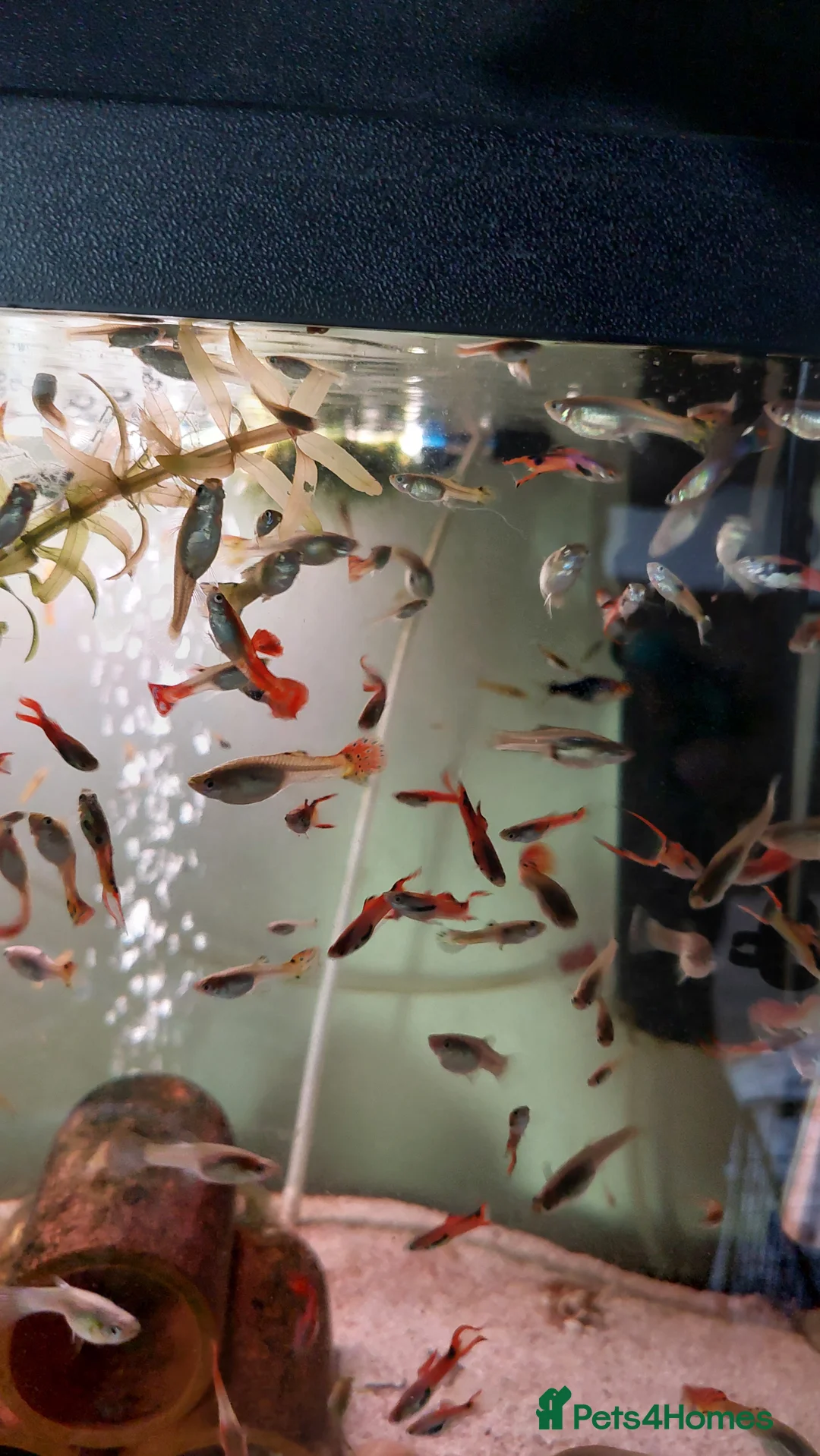 Live Bearers fish for sale: Beautiful assorted young guppies (priced per 5) - Advert 2