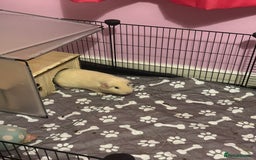 Guinea Pig rodents for sale: 2 female guinea pigs - Image 2