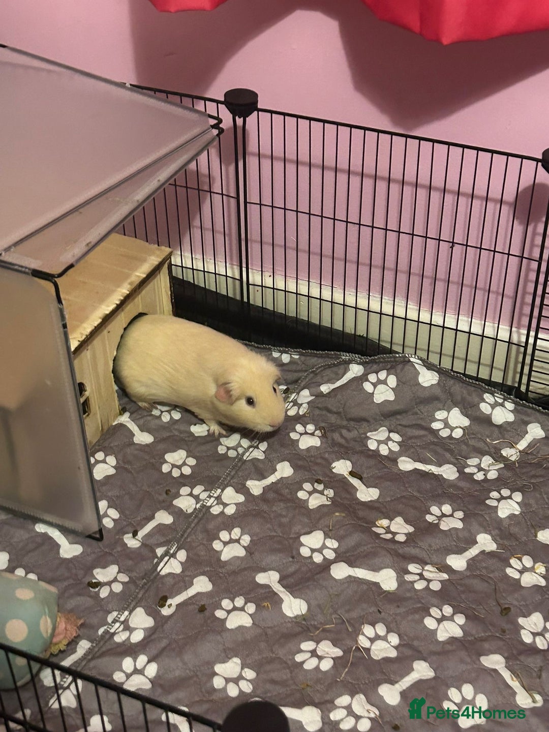 Guinea Pig rodents for sale: 2 female guinea pigs - Image 2