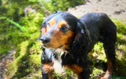 Cocker Spaniel dogs for sale: KC COCKER PUPS TRI BLACK TAN WHITE RED BLUE ROAN - Image 5