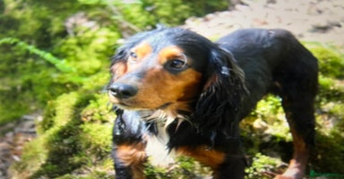 Cocker Spaniel dogs - Advert 2