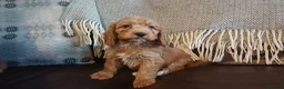 Cockapoo dogs for sale: Cockapoo puppies for sale - Advert 34