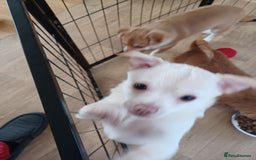 Pomchi dogs for sale: Pomchi's  - Advert 5