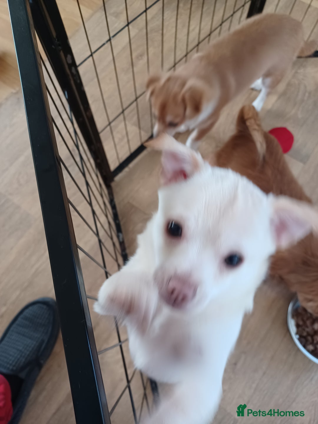 Pomchi dogs for sale: Pomchi's  - Advert 5