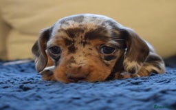 Miniature Dachshund dogs for sale: miniature dachshund puppies ready to reserve 🤍 - Image 22